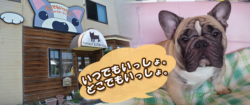ペットショップどこでもいっしょ は静岡市でフレンチブルドッグ ティーカッププードルの自家繁殖をしています